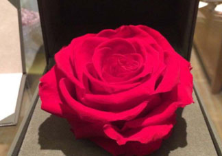 roseonly怎么看真假？roseonly真假對比