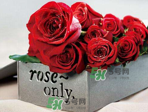 roseonly怎么看真假？roseonly真假對比
