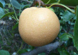 豐水梨產(chǎn)地在哪里？豐水梨是哪里產(chǎn)的？