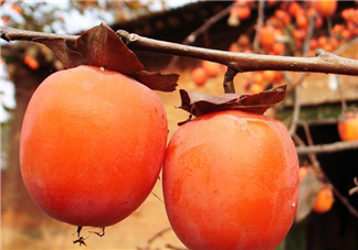 脆柿子好吃還是軟柿子好吃？脆柿子和軟柿子哪個(gè)好吃？