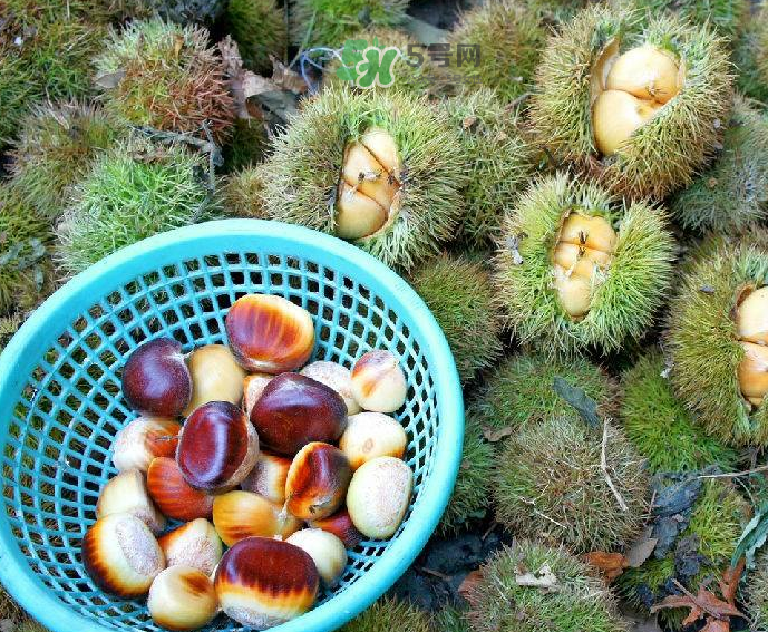 板栗吃多了會(huì)放屁嗎？板栗吃多了胃脹怎么辦？