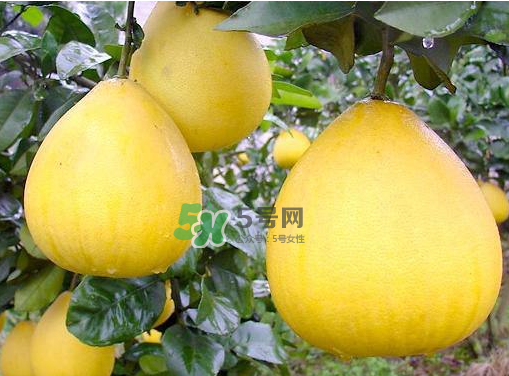 柚子多少錢一斤 柚子是上火的還是下火的 柚子多少錢一斤 柚子是上火的還是下火的