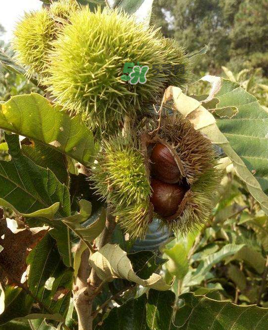 板栗放微波爐加熱多久？板栗放高壓鍋煮多久？