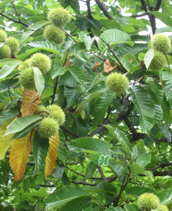 板栗放微波爐加熱多久？板栗放高壓鍋煮多久？