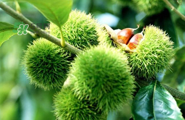 板栗放時(shí)間長了能吃嗎？板栗放久了干了能吃嗎？