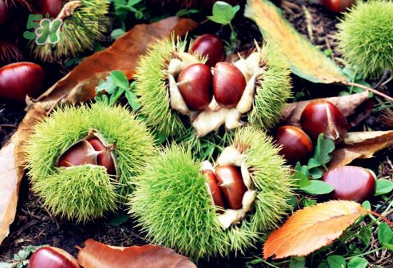 板栗放時(shí)間長了能吃嗎？板栗放久了干了能吃嗎？