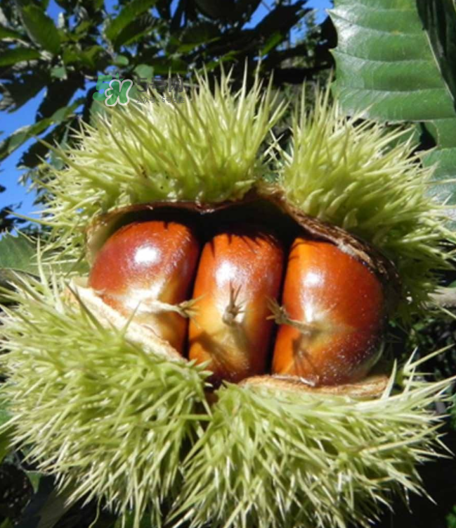 板栗放時(shí)間長了能吃嗎？板栗放久了干了能吃嗎？