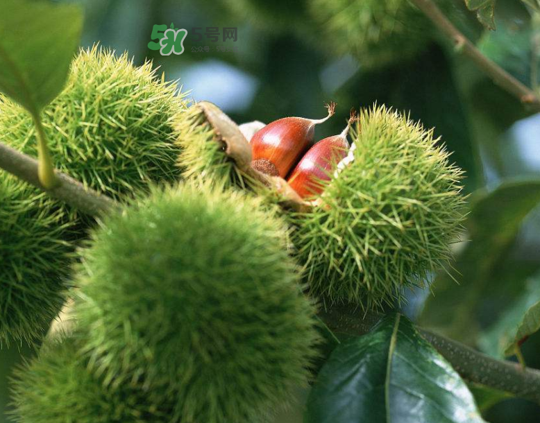 板栗放時(shí)間長了能吃嗎？板栗放久了干了能吃嗎？