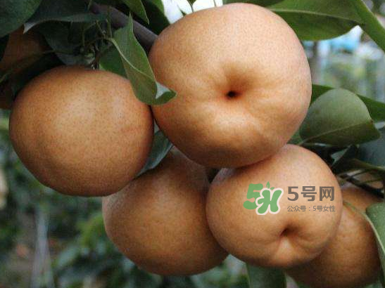 2017豐水梨多少錢(qián)一斤？豐水梨價(jià)格