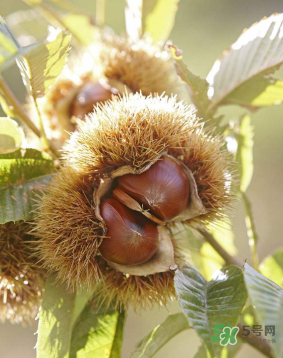 板栗能生吃嗎？板栗生吃好還是熟吃好？