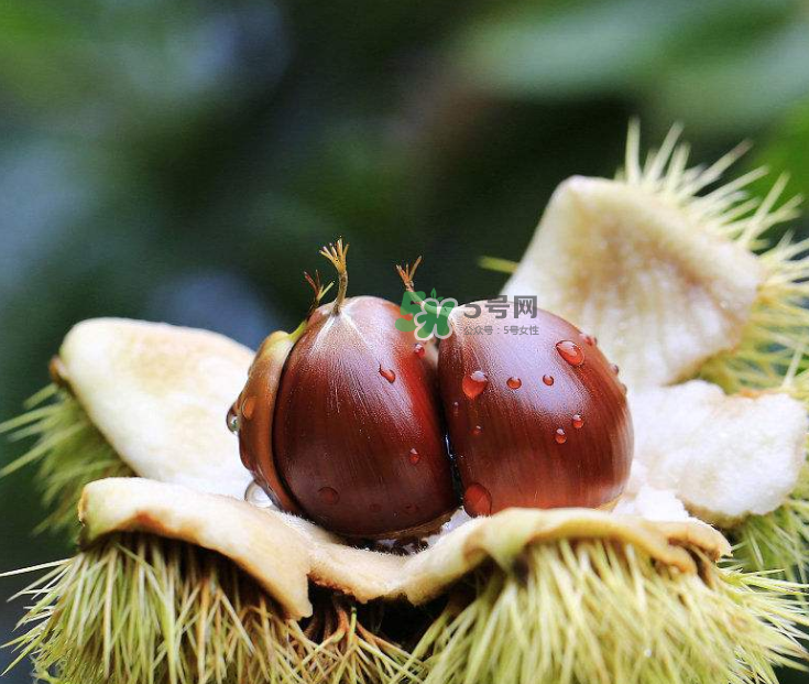 板栗能生吃嗎？板栗生吃好還是熟吃好？