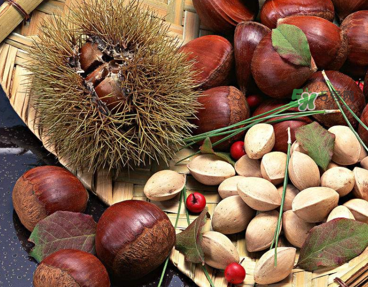 板栗能生吃嗎？板栗生吃好還是熟吃好？