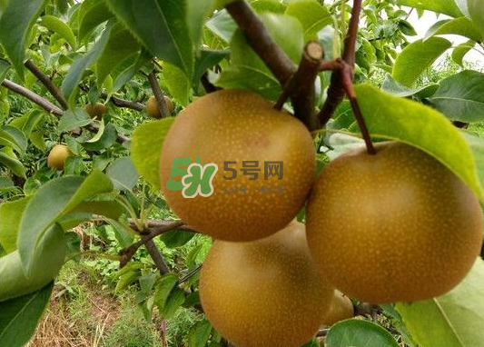 豐水梨產(chǎn)地在哪里？豐水梨是哪里產(chǎn)的？