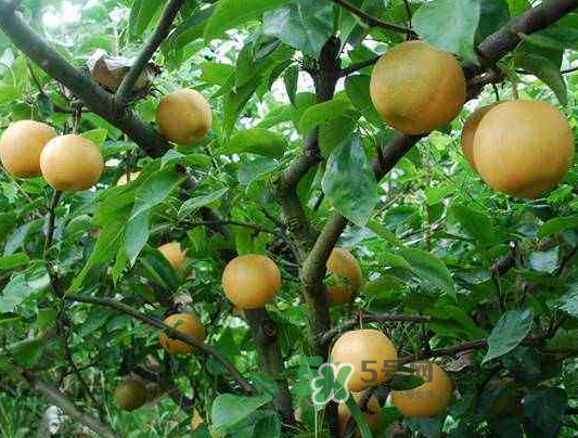 豐水梨產(chǎn)地在哪里？豐水梨是哪里產(chǎn)的？