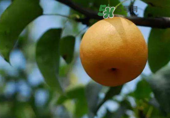 豐水梨什么時(shí)候上市？豐水梨幾月份成熟？