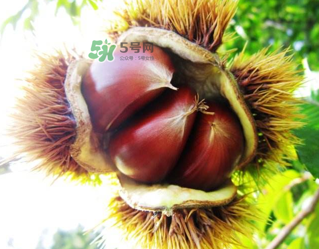 板栗能和紅薯一起吃嗎？板栗能和牛肉一起吃嗎？