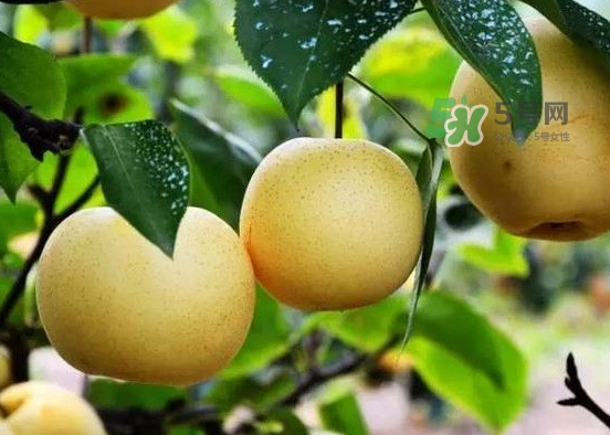 豐水梨什么時(shí)候上市？豐水梨幾月份成熟？