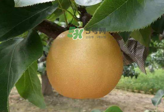豐水梨什么時(shí)候上市？豐水梨幾月份成熟？
