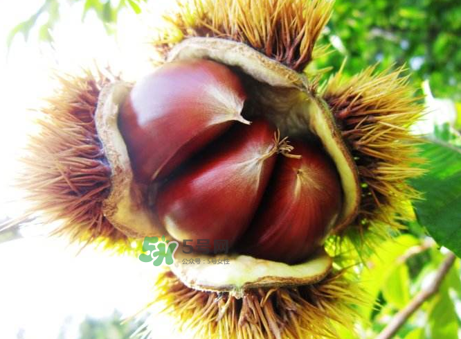 板栗能補(bǔ)腎嗎？板栗補(bǔ)腎陰還是腎陽？