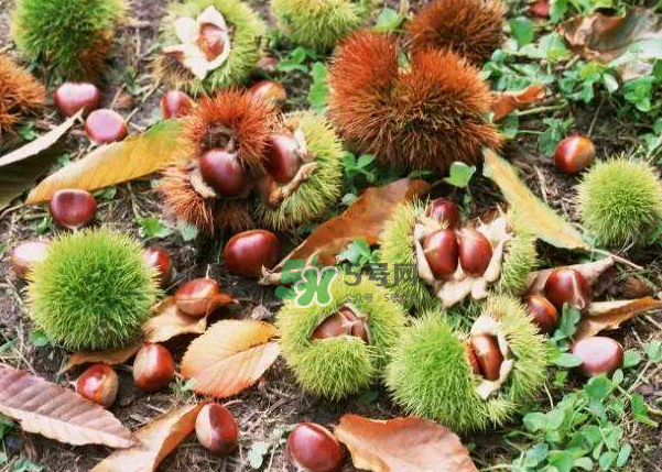 板栗能補(bǔ)腎嗎？板栗補(bǔ)腎陰還是腎陽？