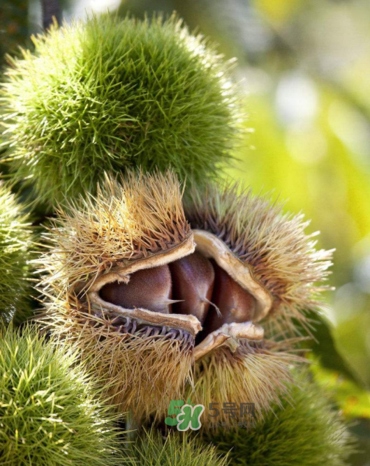 板栗怎么炒好吃又香？板栗怎么炒容易剝殼？