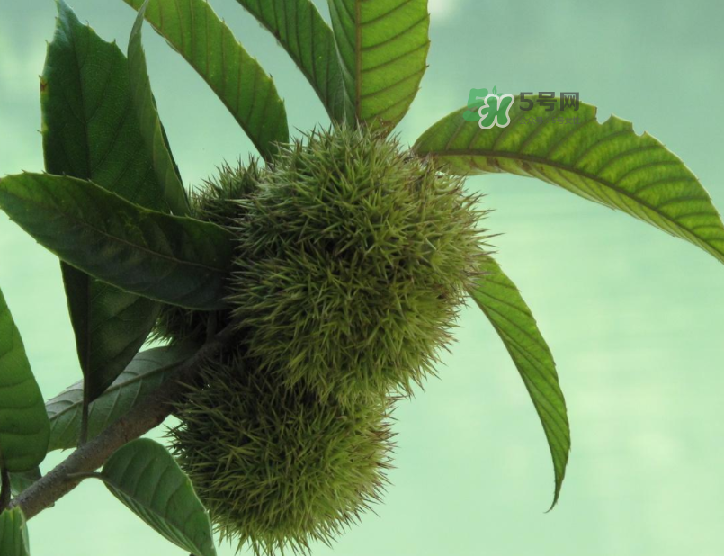 板栗怎么炒好吃又香？板栗怎么炒容易剝殼？