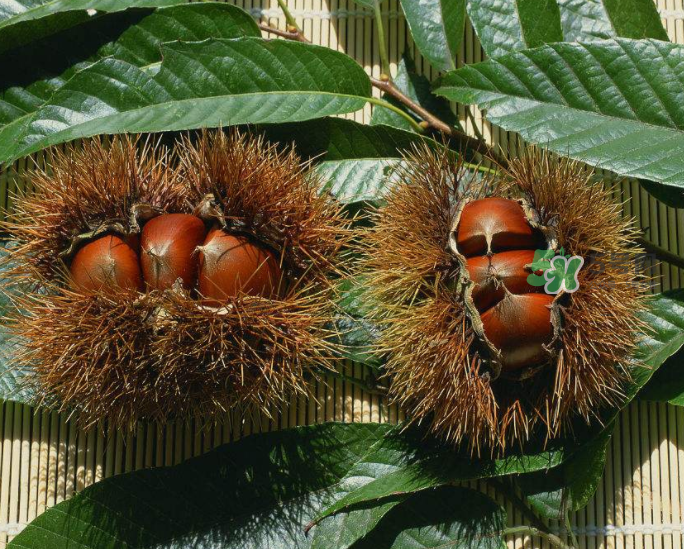 板栗怎么炒好吃又香？板栗怎么炒容易剝殼？