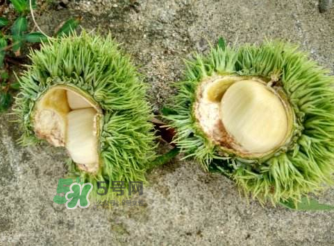 嫩板栗可以吃嗎？嫩板栗怎么吃？