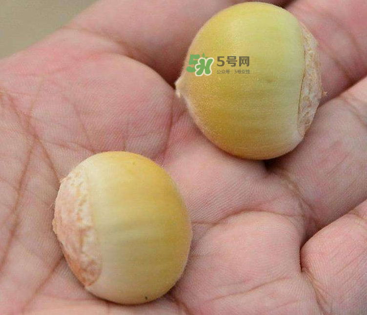 嫩板栗可以吃嗎？嫩板栗怎么吃？