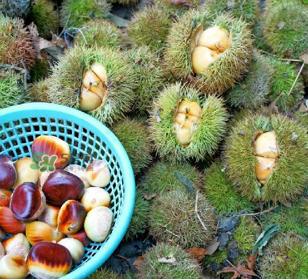 嫩板栗可以吃嗎？嫩板栗怎么吃？