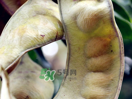 皂角米可以直接煮嗎？皂角米和什么一起煮好