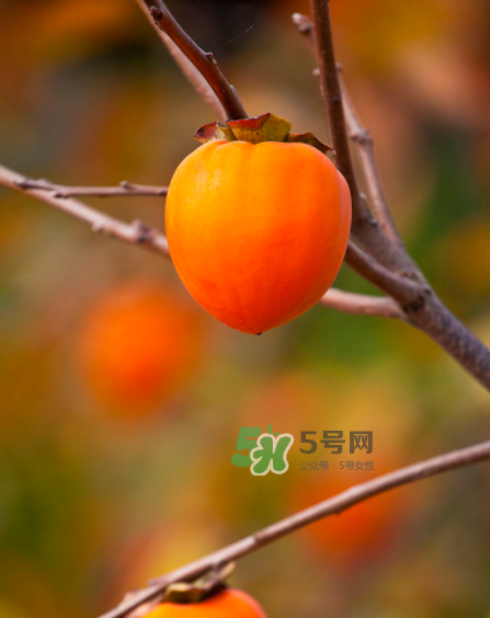 脆柿子好吃還是軟柿子好吃？脆柿子和軟柿子哪個(gè)好吃？