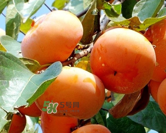 柿子澀是什么原因？柿子如何去澀？