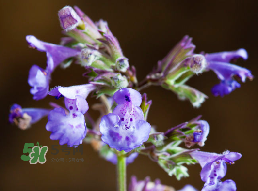 貓薄荷人能吃嗎？貓薄荷能吃嗎？