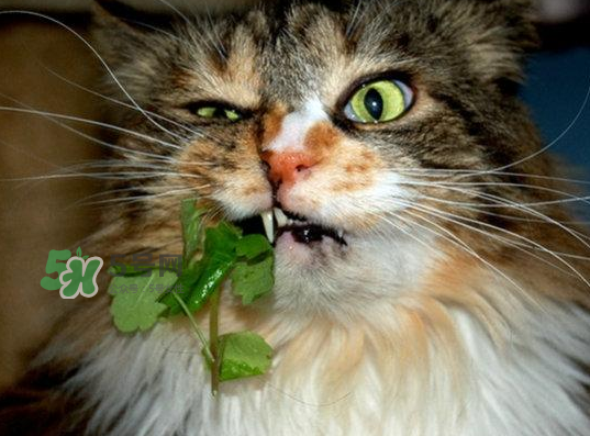 貓薄荷人能吃嗎？貓薄荷能吃嗎？