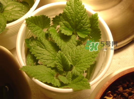 貓薄荷人能吃嗎？貓薄荷能吃嗎？