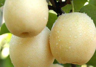 皇冠梨雞爪病能吃嗎？皇冠梨雞爪病怎么辦？