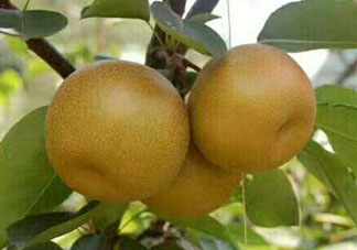 2017豐水梨多少錢一斤？豐水梨價(jià)格