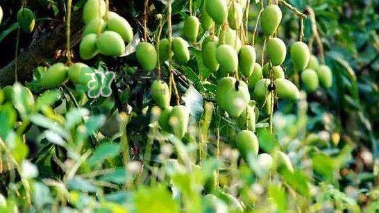 孕晚期能吃芒果嗎？孕晚期吃了很多芒果對胎兒好嗎？