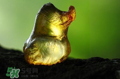 桃膠是發(fā)物嗎？桃膠是中藥嗎