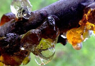 桃膠是桃樹上的膠嗎？桃膠是什么味道