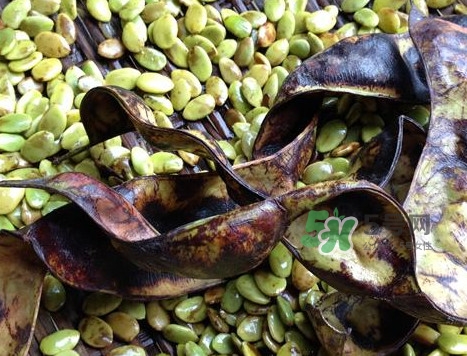 皂角米有沒有美容功效？吃皂角米美容靠不靠譜？