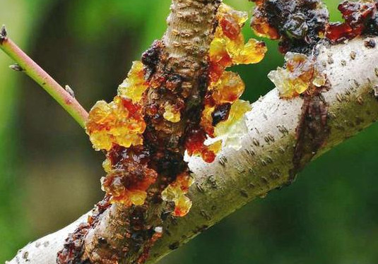 桃膠是什么東西？女性吃桃膠有什么好處