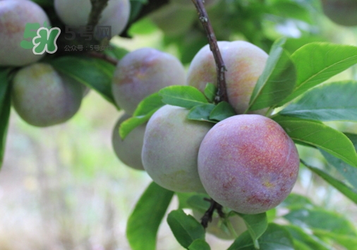 芙蓉李的營養(yǎng)價值 芙蓉李的功效與作用 芙蓉李的營養(yǎng)價值 芙蓉李的功效與作用