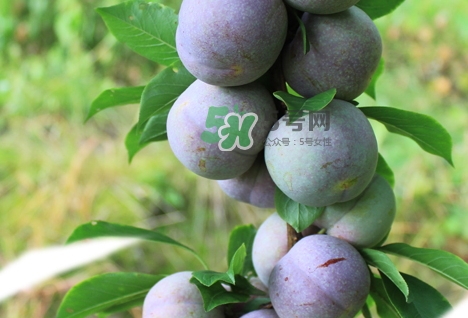 芙蓉李的營養(yǎng)價值 芙蓉李的功效與作用 芙蓉李的營養(yǎng)價值 芙蓉李的功效與作用