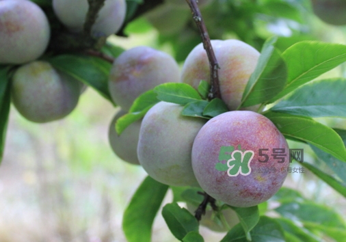 芙蓉李多少錢一斤？芙蓉李價格