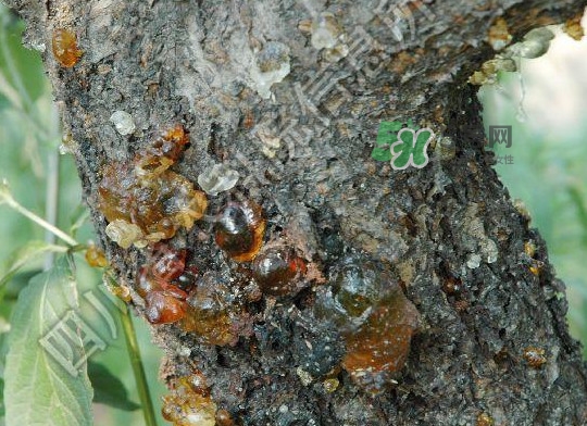 桃膠是發(fā)物嗎？桃膠是中藥嗎