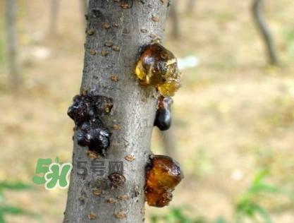 桃膠是桃樹上的膠嗎？桃膠是什么味道