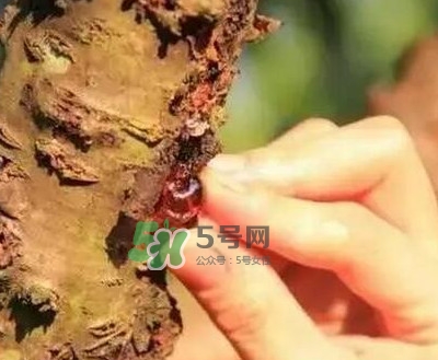 桃膠是桃樹上的膠嗎？桃膠是什么味道