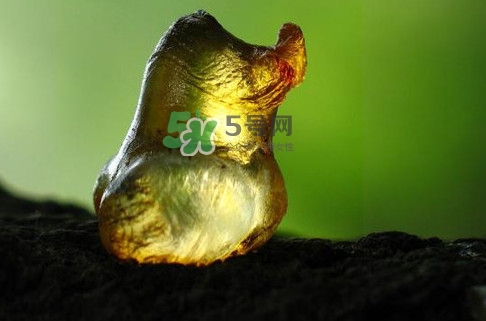 桃膠幾月份可以采摘？桃膠幾歲小孩能吃